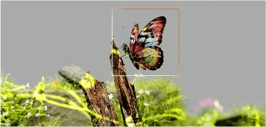 butterfly on leaf